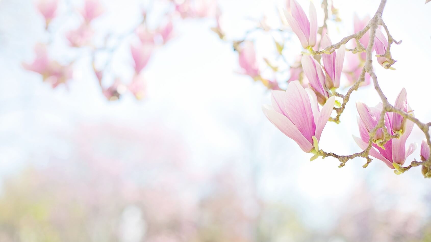 Wenn die Magnolien blühen